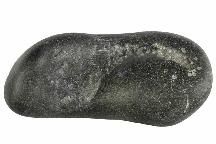 Fossil Whale Ear Bone - Miocene #177811